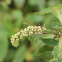 Phytolacca octandra L.